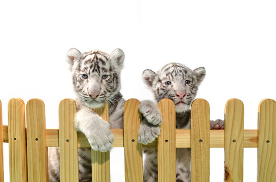 white bengal tiger