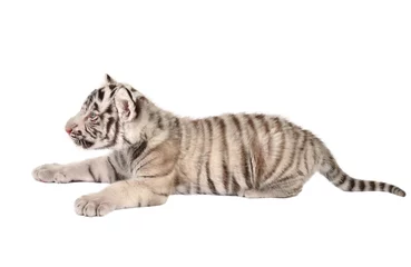 Crédence de cuisine en verre imprimé Tigre baby white tiger