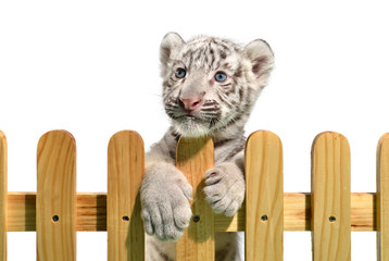 Fototapeta premium white bengal tiger