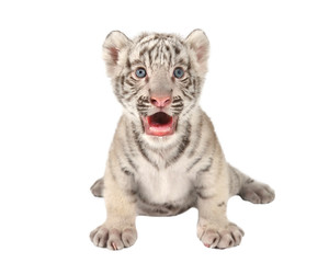 bébé tigre blanc