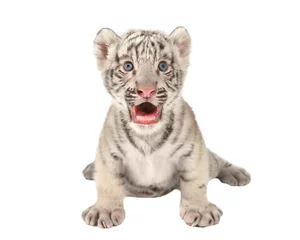 Papier Peint photo Lavable Tigre bébé tigre blanc