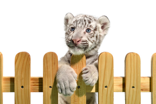 white bengal tiger