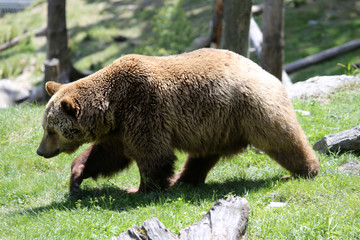 junger Braunbär