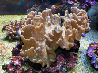 Marine life