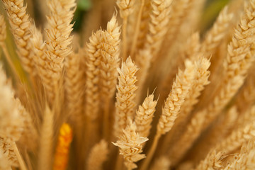 zboże kłos pszenica zbiory pole rolnictwo