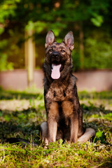 german shepherd dog sits outdoors