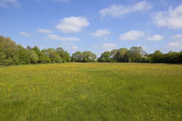 buttercup meadow in summer