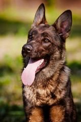 german shepherd dog close up portrait