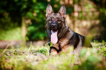 german shepherd dog portrait lying down