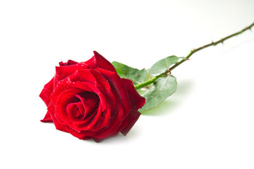 Single red rose flower