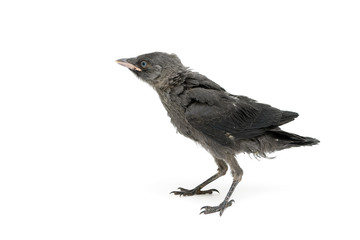 jackdaws nestling close-up isolated on a white background.