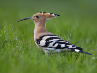 Hoopoe (Upupa epops) © Sergey Ryzhkov