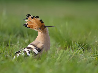 Hoopoe (Upupa epops)