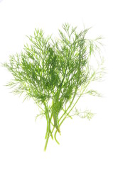 Green dill isolated on white background
