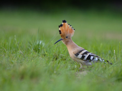 Hoopoe (Upupa epops)