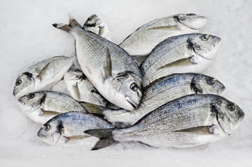 Gilt-head bream