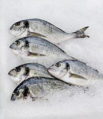 Gilt-head bream