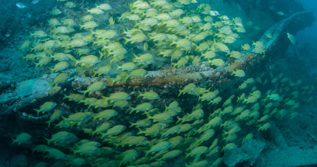 Fototapeta na wymiar Underwater in the Florida Keys