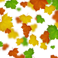 Maple leaves  defoliation
