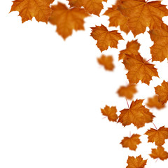 Maple leaves  defoliation