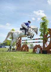 springreiten sportpferde