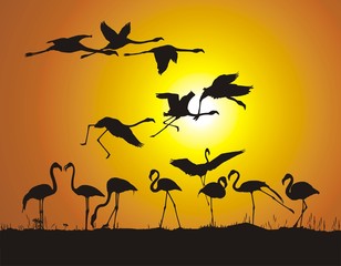 Fototapeta na wymiar Flamingos and sunset
