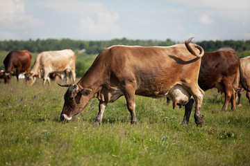 Naklejka na ściany i meble A herd of cows grazing on a meadow