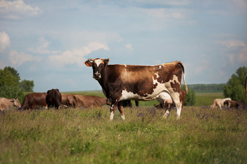 A cow stands on a meadow