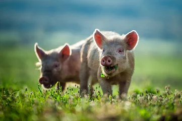 Fotobehang Happy piglets eat grass © niromaks
