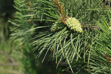 Pine with cones closeup