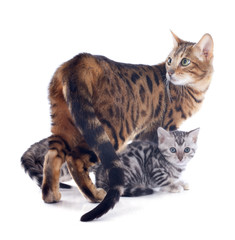 Obraz premium bengal family