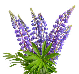 Obraz premium Wild lupines