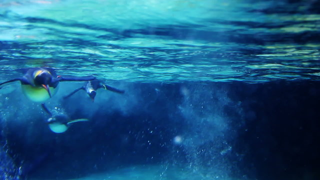 Penguins swim