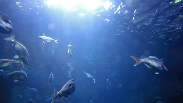 underwater scene with fishes