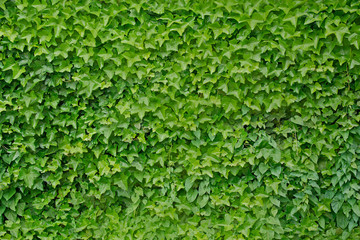 Climbing ivy plant Hedera helix background - obrazy, fototapety, plakaty