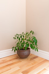 Green plant in a room corner