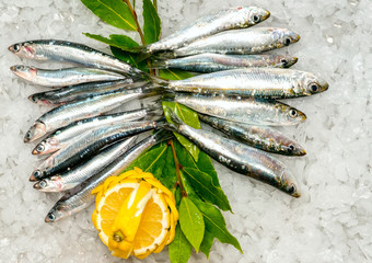 Fresh sardines and Anchovies on ice.