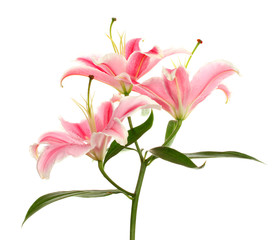 beautiful pink lily, isolated on white