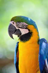 ルリコンゴウインコ