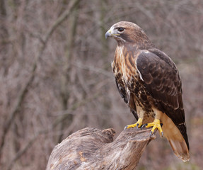 Patient Red-tailed Hawk (Buteo jamaicensis)