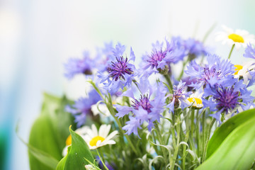 Beautiful cornflowers and chamomiles