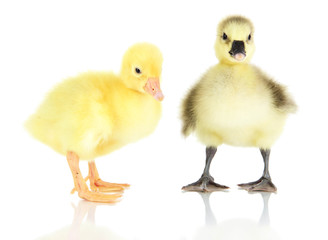Little ducklings isolated on white