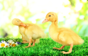 Cute ducklings on green grass, on bright background