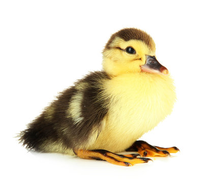 Cute duckling, isolated on white