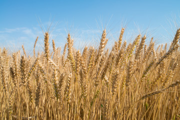 wheat field