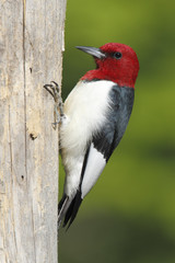 Red-headed Woodpecker (Melanerpes erythrocephalus) - Ontario, CA
