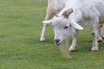 Obraz premium 山羊のポートレート