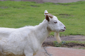 Obraz premium 山羊のポートレート