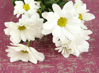 Beautiful daisies, on color background