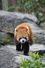 レッサーパンダ